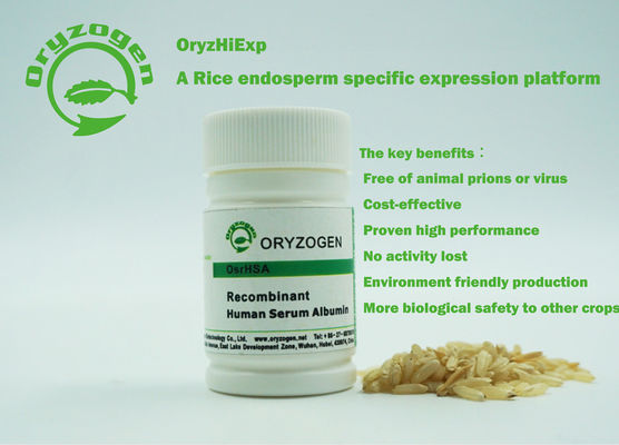 Oryzogen de recombinaison A a la bonne protéine d'albumine sérique de cohérence en lots