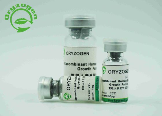 Poudre lyophilisée blanche de facteur de croissance épidermique d'EGF avec de l'endotoxine moins de 1,0 UE/magnésium