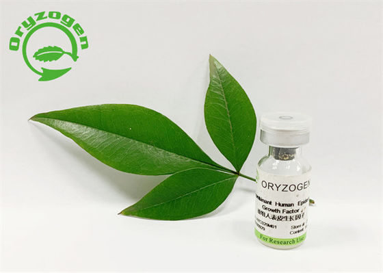 53 acides aminés 5.3kD EGF humain de recombinaison ont lyophilisé la poudre