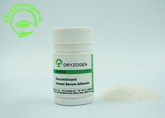 La pureté plus considérablement que de 99% de recombinaison A la poudre lyophilisée par rHSA 4,8 pi