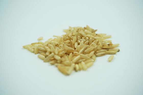 Le détail d'endosperme de riz a exprimé la protéine humaine de recombinaison d'albumine A sans n'importe quel risque de contaminants