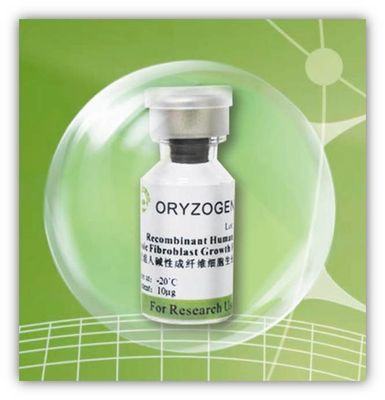 Oryza de recombinaison -20℃ extrait sativa Storaged de facteur de bFGF de protéine