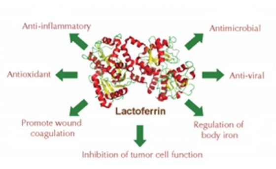 Lactoferrine de recombinaison Lyophiized de plus grande que 95% pureté de l'antibactérien avec du sel inorganique