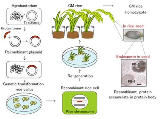 Plate-forme d'expression d'OryzHiExp pour l'installation de recombinaison de conformité de GMP de service de protéine