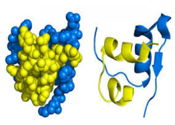 Base de recombinaison de service de protéine de Biopharma sur la plate-forme d'expression de cellules de riz