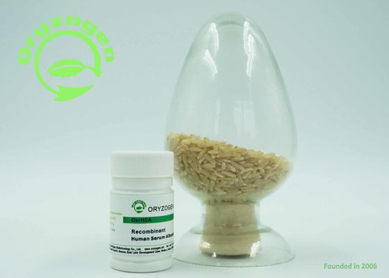Le détail d'endosperme de riz a exprimé la protéine humaine de recombinaison d'albumine A sans n'importe quel risque de contaminants