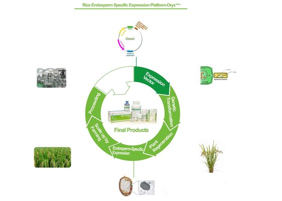 Base de recombinaison de service de protéine de Biopharma sur la plate-forme d'expression de cellules de riz