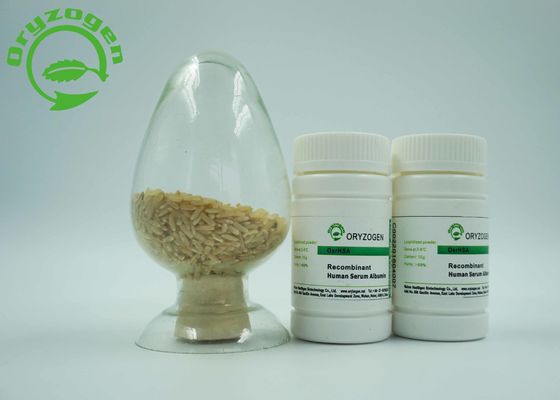 Le détail d'endosperme de riz a exprimé la protéine humaine de recombinaison d'albumine A sans n'importe quel risque de contaminants