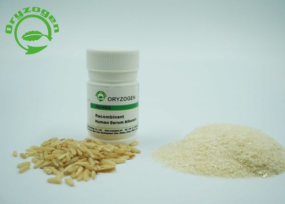 La pureté plus considérablement que de 99% de recombinaison A la poudre lyophilisée par rHSA 4,8 pi