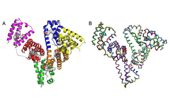 L'albumine sérique humaine de recombinaison A est structurellement et biochimiquement équivalente au pHSA