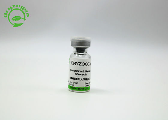 Oryzogen Fibronectin de recombinaison augmentent la représentation 206kD de culture cellulaire
