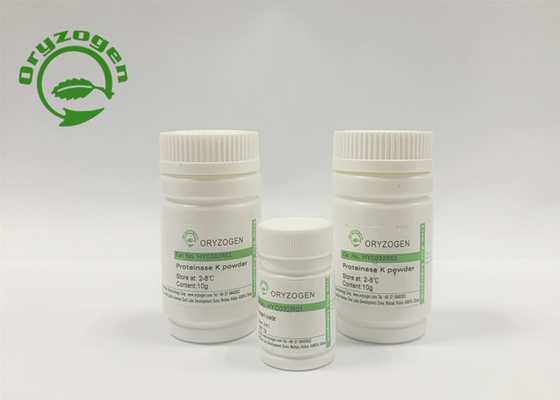 La protéine kinase de recombinaison de l'EC 3.4.21.14 K a lyophilisé la poudre